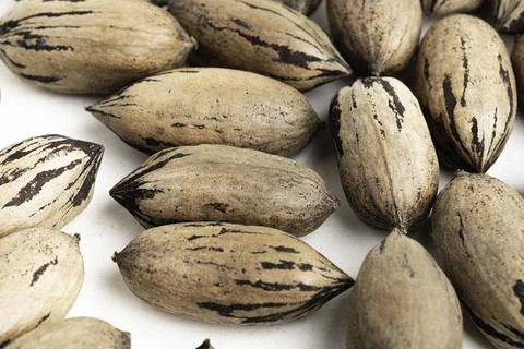 Pecan Nuts In Shell On White Background Stock Photos