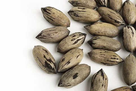 Pecan Nuts In Shell On White Background Stock Photos