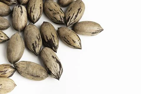 Pecan Nuts In Shell On White Background Stock Photos