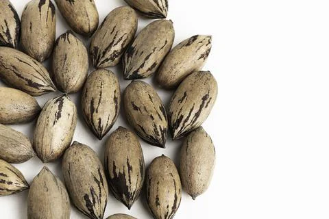Pecan Nuts In Shell On White Background Stock Photos