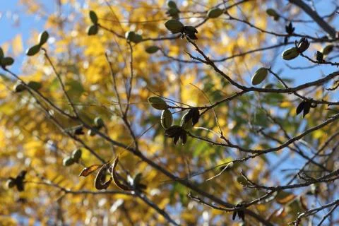 Pecan nuts on a tree Stock Photos