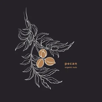 Pecan nuts. Vector botanical tree Art illustration Stock Illustration