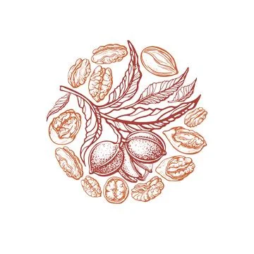Pecan nuts. Vector circle symbol. Engraving plant Stock-Illustration