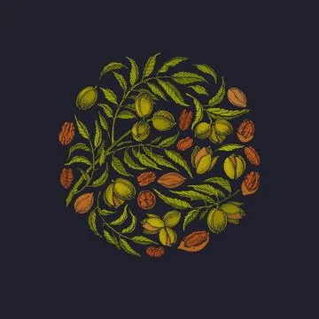 Pecan nuts. Vector graphic circle. Vintage symbol Stock Illustration