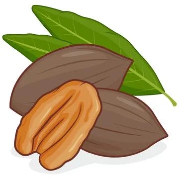 Pecan nuts. Vector illustration Stock Illustration