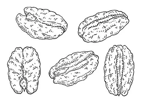 Pecan nuts without shell. Vector engraving black vintage Stock Illustration