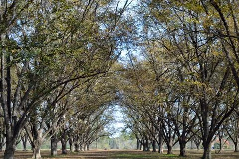 Pecan orchard in the fall Foto stock