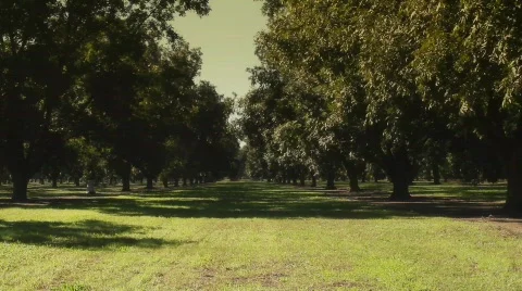 Pecan Orchard Stock Footage 874849