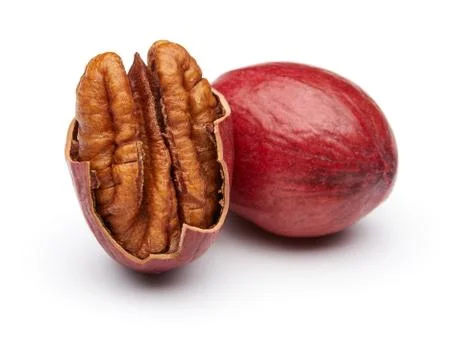 Pecan Stock Photos