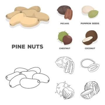 Pecan, pine nut, pumpkin seeds, chestnut.Different kinds of nuts set collection Stock Illustration