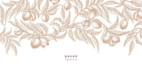 Pecan plant background. Vector hand drawn branch Stock Illustration