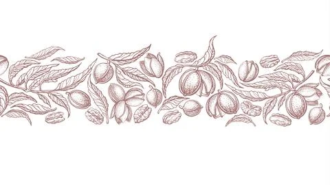 Pecan seamless pattern. Vector border, graphic Illustrazione stock