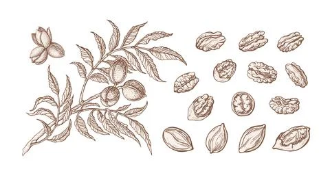 Pecan set. Vector plant, nuts, leaf. Natural food Stock Illustration