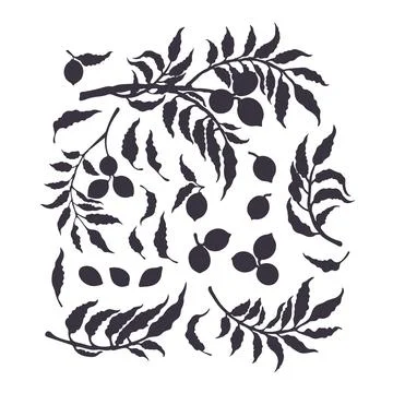 Pecan set. Vector silhouette. Botanical bio shape Stock Illustration