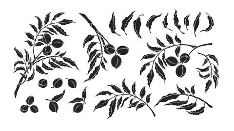 Pecan set Vector silhouette Botanical illustration Stock Illustration
