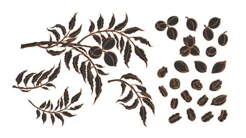 Pecan set. Vector tree, branch, nut. Healthy food Stock Illustration