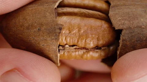 The pecan shell splits into two parts in men's hands, and he examines the nut in 스톡 동영상 267182460