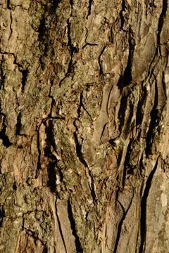 Pecan tree bark background vertical Stock Photos