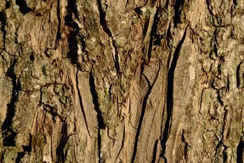 Pecan tree bark close up background Stock Photos