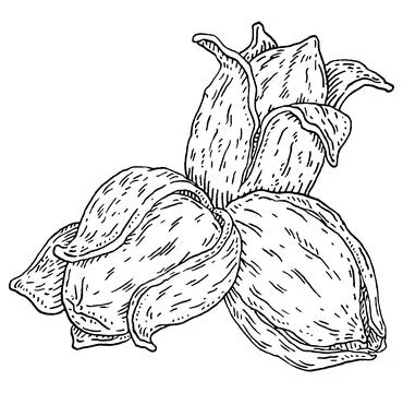 Pecan tree branch with nuts. Vector vintage engraving Stock Illustration