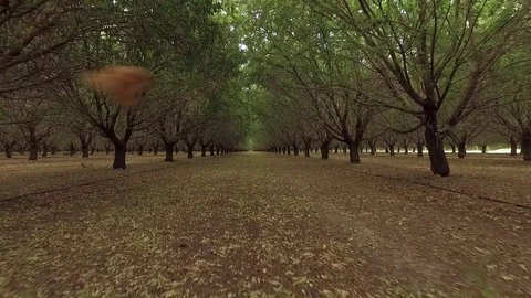 Pecan Tree Farm 動画素材 83623817
