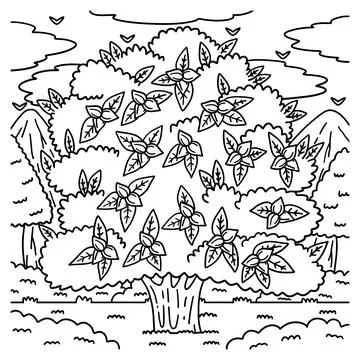 Pecan Tree Fruit Plant Coloring Page for Kids Stock Illustration