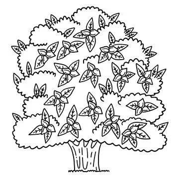 Pecan Tree Fruit Plant Isolated Coloring Page Stock Illustration