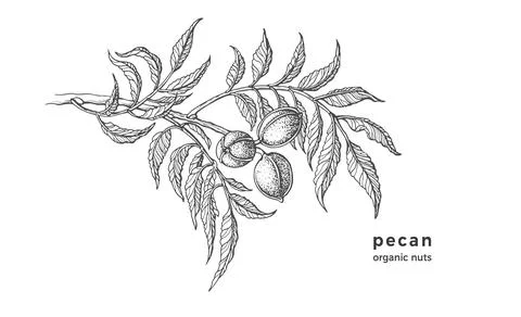 Pecan tree. Ink texture sketch of raw nuts, leaf. Vector botanical illustrati Stock Illustration