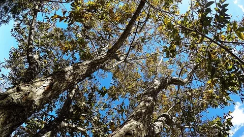 Pecan tree leaf falls in the wind Stock Footage 128760977