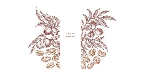 Pecan tree, nuts template. Vector graphic branch Stock Illustration