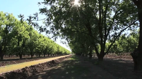 Pecan Tree Sunlight Stock Footage