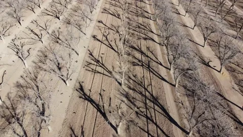 Pecan Trees With Birds Stock Footage 148125028