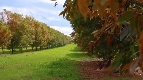 Pecan trees in Georgia during the Fall of 2020 on a partly cloudy day Stock Footage 143209990
