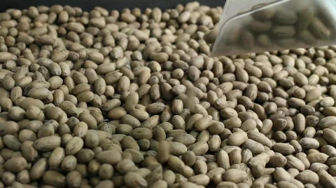 Pecans Stock Footage 874847