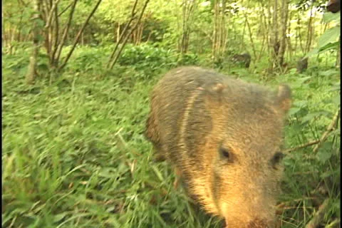 Peccary in the Amazon Stock Footage 24251057