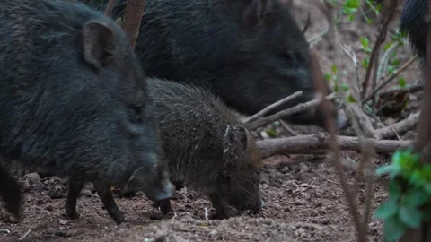  a peccary baby  Stock Footage 270872072
