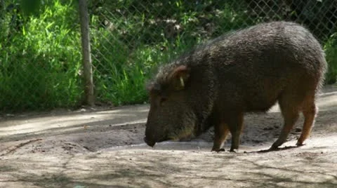 Peccary Stock Footage 10882122