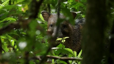 Peccary or wild boar eats a leaf in the jungle Stock Footage 299009827