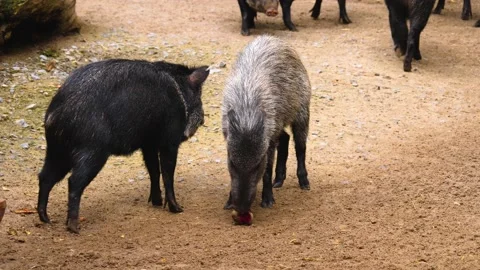 A peccary pig eating Video stock 224444357