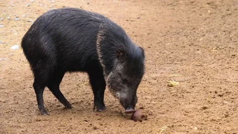 A peccary pig eating Stock Footage 224445191