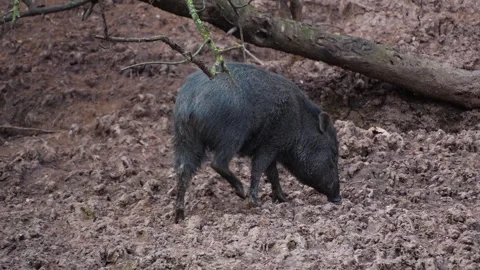 A peccary pig Stock Footage 270870759
