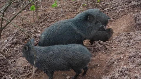 A peccary pigs family Stock Footage 270871953
