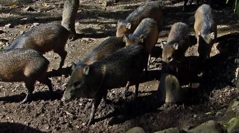 Peccary pigs in zoo. Stock Footage 43505165