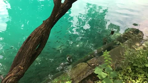 Peces en lago bled Video stock 156403337