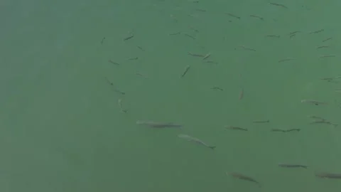 Peces Vidéo 340583154