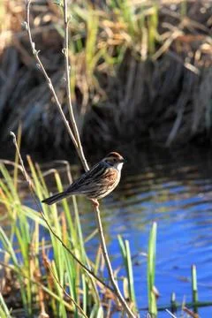 Pechora Pipit Fotos de archivo