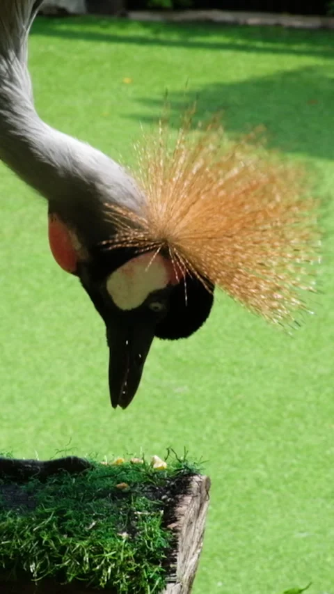 Peck at grass Gray crowned crane sits on the shore of the lake. Close up African Stock-Footage 276959468
