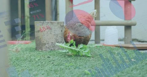 Pecking brown chicken picking leafy green fragment on turf in outdoor pen, with Foto stock