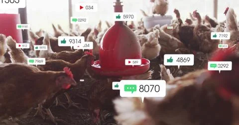 Pecking brown hens flocking around red feeder inside poultry barn, with floating Stock Photos