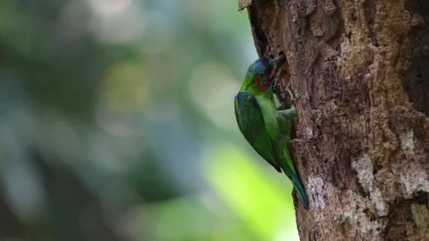 Pecking deep and then looks to its left while it throws wood materials to Stock Footage 256866444